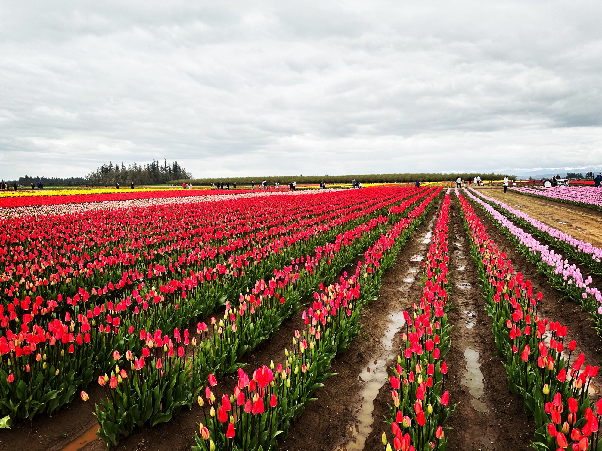 Tulip Time 🌷 – BritTrip
